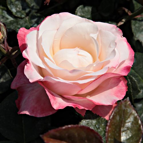 E-commerce, vendita, rose, in, vaso rose ibridi di tea - bianco-rosso - Rosa La Garçonne - rosa intensamente profumata - Hans Jürgen Evers - Bella rosa, appare bella anche piantata in gruppi, con una fioritura duratura.